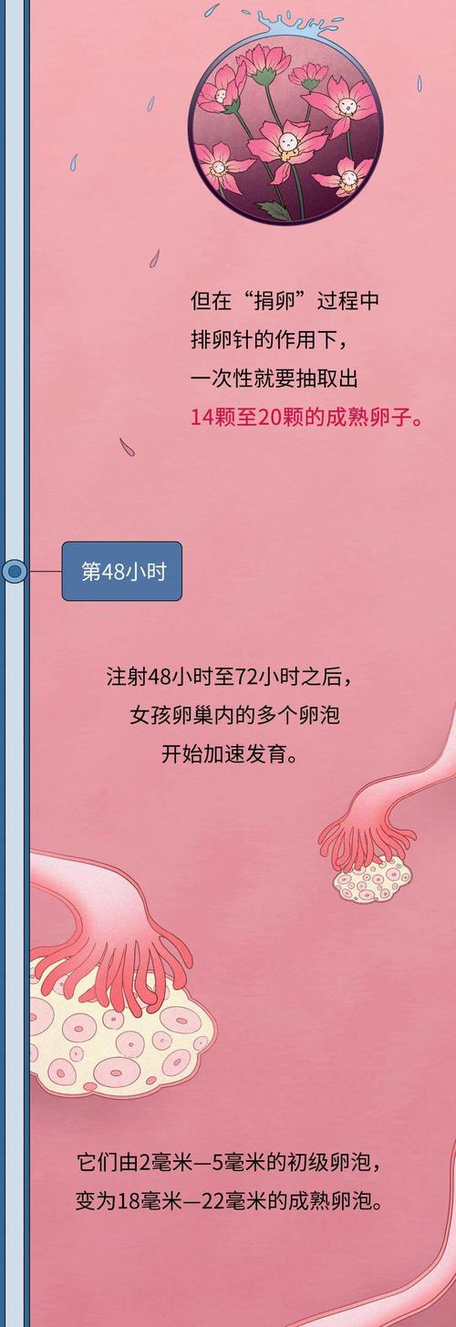 供卵女孩(供卵女孩：生育之路的选择与挑战”)