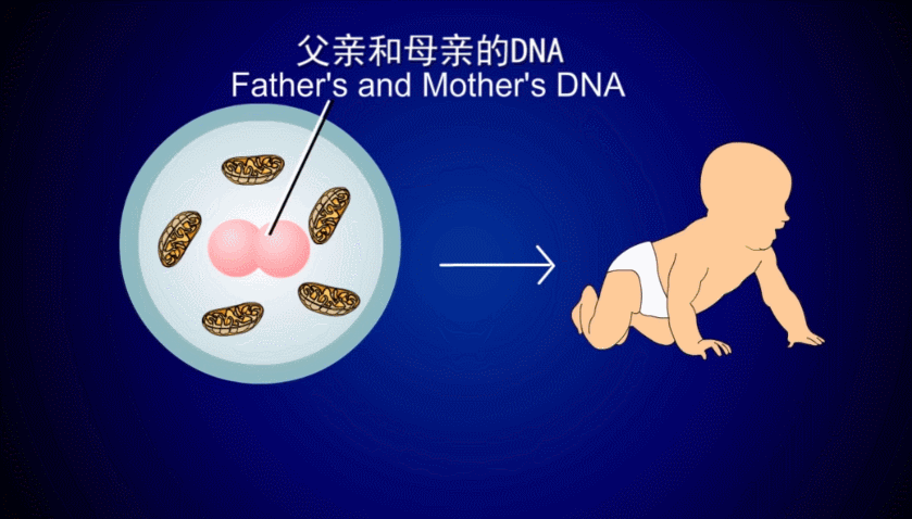 供卵靠谱吗-供卵靠谱吗？选择供卵中心需注意这些关键因素