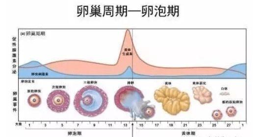 供卵女孩多少基础卵泡数较好【供卵女孩基础卵泡数多少才算较好?】